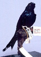 小卷尾藏品圖，第3張